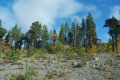 Blick aus dem fahrenden Auto